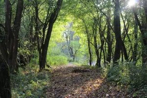 L'automne dans le delta de la Sauer