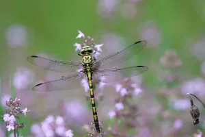 Tourbière des Dauges : découvrir des monstres ailés
