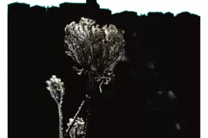 Noir et Blanc, mais en couleur