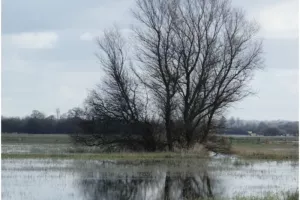 Réserve des marais de la Taute/50 : Stage de baguage