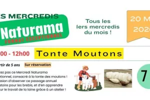 Tonte moutons et Atelier laine - Le Mercredi Naturama Spécial du 20 mai 2026