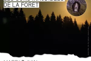 Balade nocturne : les sons inaudibles de la forêt