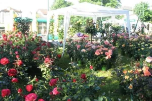 Fête de la Rose