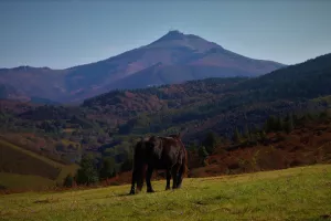 Randonnée accompagnée : Le pottok, cheval basque