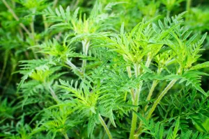 RÉUNION : LES AMBROISIES - PLANTES EXOTIQUES ENVAHISSANTES
