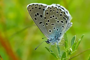 Découverte des papillons