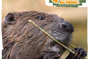 Balade biodiversité en ville - La Nocturne
