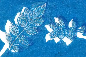 Exposition - Exploration cyanotype