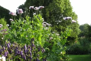 RDV aux Jardins