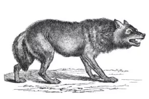 Visite famille "Le loup à Nouzilly et en gâtine tourangelle"