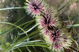 Visite découverte de la flore australienne au Parc Gonzalez