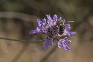 L'abeille noire d'Argonne, une habitante de nos forêts