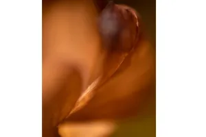 Exposition photo : « Abysses végétales »