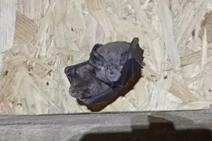 Sur les traces des chauves-souris