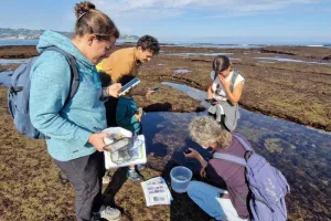 Observateurs du Littoral : découvrez la richesse de la biodiversité de l’estran rocheux.