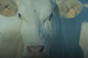 Comice agricole départemental