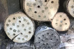 Les pollinisateurs sauvages