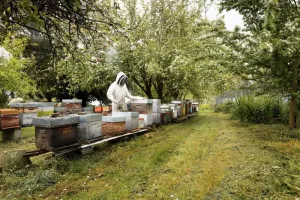 Journées portes ouvertes dans une exploitation malouine