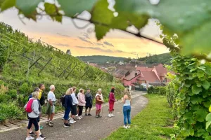 De la vigne au verre - secret du vin d'Alsace