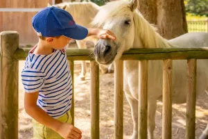 Balades à poney > Haras National
