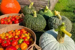DP - Le potager des jardiniers