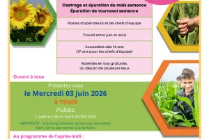 Cueille ton job : castrage de maïs