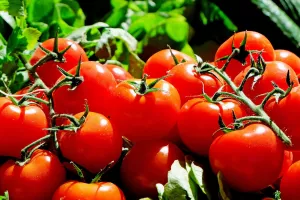 Marché de l'été de l'AMAPP