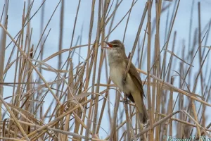 ANIMATION LPO - DÉCOUVERTE DE LA BIODIVERSITÉ SUR LA PLAGE DE MATEILLE