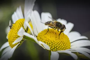Jardiner au naturel à FLOIRAC