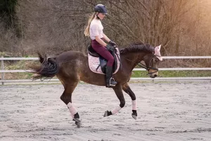 Stage d'équitation - Galop 2/3