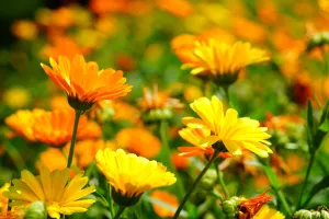 DÉCOUVERTE DES PLANTES