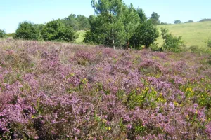 Petit aventurier dans les landes