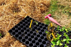 Atelier  : Faire ses semis et plantations au potager