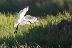 Visite guidée de Terres d'Oiseaux