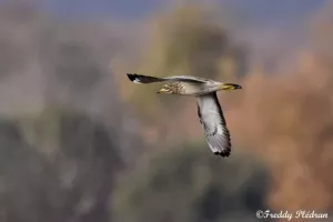 Safari nature à vélo guidé entre Meung-sur-Loire et Lestiou