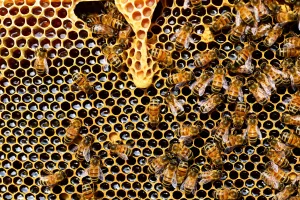 EXPOSITION : LE MIEL ET L'APICULTURE EN CÉVENNES