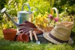 Le bureau des plantes