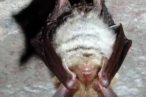La nuit des chauves-souris