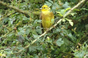 Sortie oiseaux des bords de Loire : Je suis un oiseau, je voyage … ou pas ?