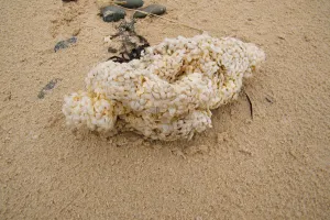 Trésors du haut de plage