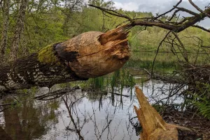 Sur les traces du Castor au lac de Chamboux - Mardi 11 août