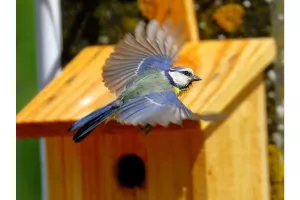 Sous les ailes des oiseaux migrateurs