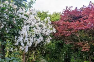 Jardin aux oiseaux (visites guidées et visites libres) - Rendez-vous aux jardins