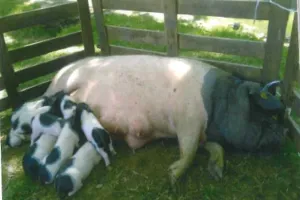 Repas gastronomique autour du cochon Cul Noir