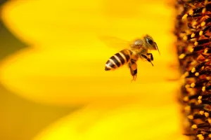 Fête de l'abeille "Apifolies"