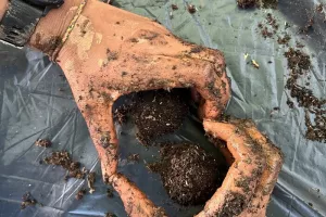 Atelier Biodiversité : Confection de bombes à graines