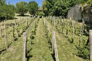 Vignoble en fête