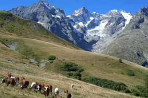 Stage de 2 jours - Les plantes médicinales de montagnes