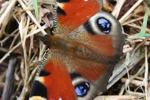 Papillons et Cie