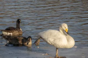 SORTIE A GRAVELINES : ornithologique